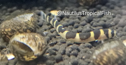 Kuhli loach quarantined - quarantined, &