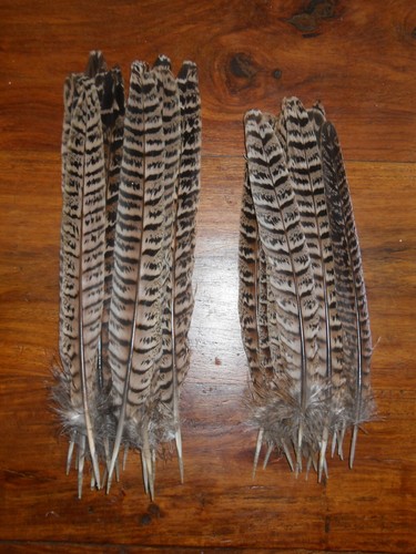 Hen pheasant tail feathers - pheasant,