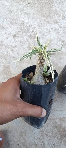 10x dorstenia oneshowpe - 10x,