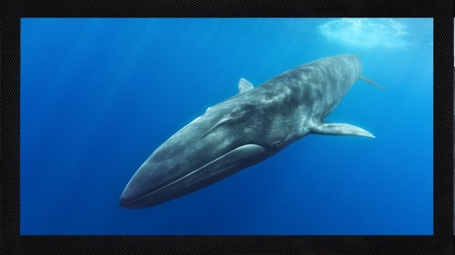 Fin whale ocean bar runner - bar,