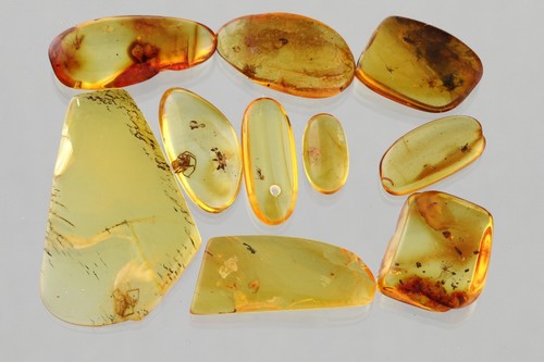 Lot spiders fossil - 10,