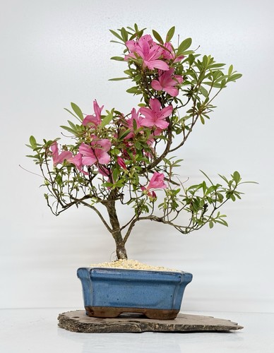 Way life bonsai tree - life,