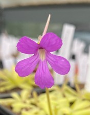 Pinguicula “Anna” - Hybrid