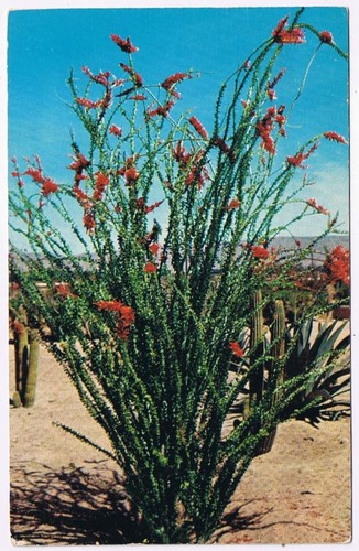 Postcard ocotillo bloom - postcard,