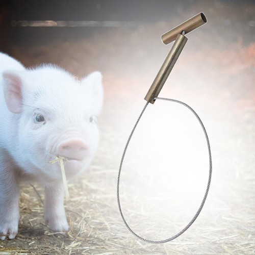 Pig holder - holder,