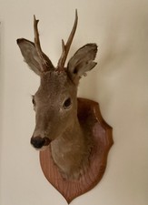 A Taxidermy Roe Deer Stag Head