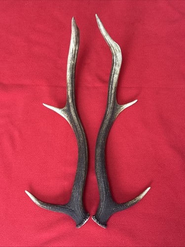 Pair red deer - deer, antlers