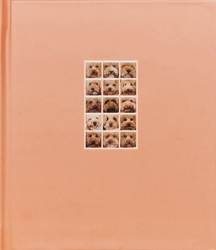 Apricot poodle laura - laura,