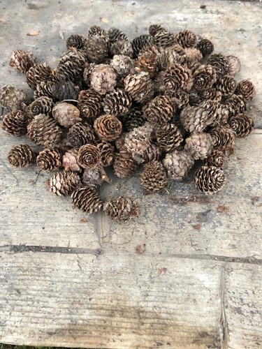 100 small pine - small,