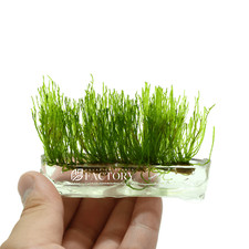 Java Moss Tissue Culture |