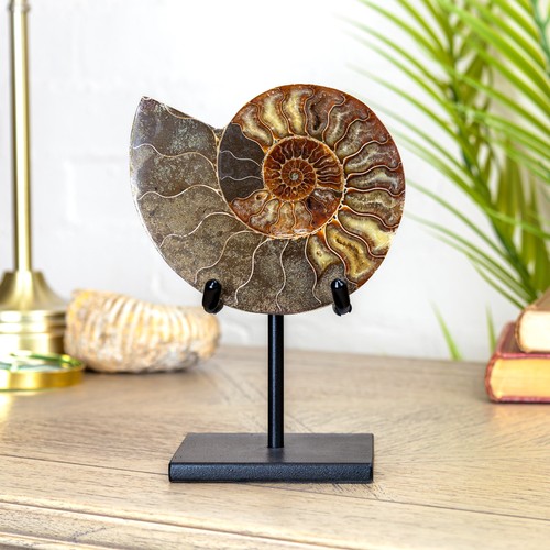 Inch cut polished ammonite - polished,