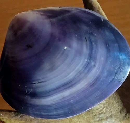Large polished purple - polished, clam