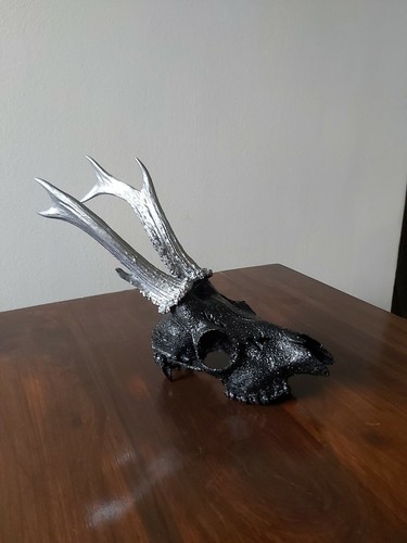 Roe buck deer - skull,, antlers