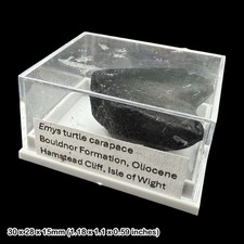 Emys Turtle Carapace Fossil