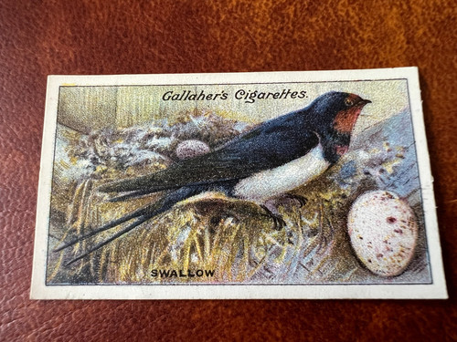 Gallaher birds nests eggs - nests,