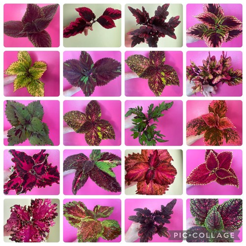 New rare variety colourful - rare,