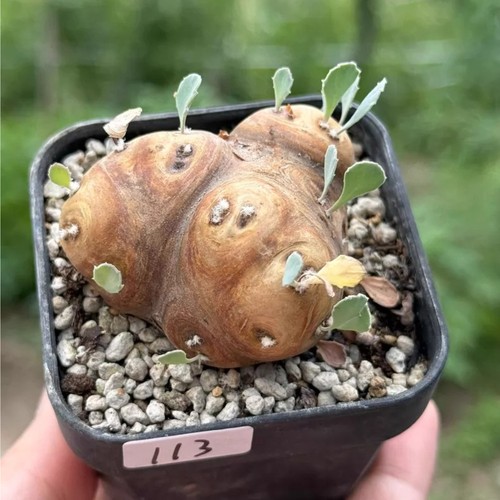 1pieces 6cm seedgrwoth - 1pieces,