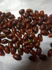 30 HOLM OAK / QUERCUS ILEX / HOLLY OAK SEEDS / ACORNS