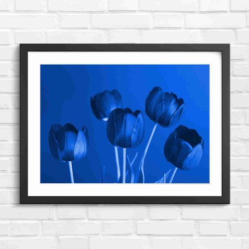 Dark purple tulips blooming - dark,