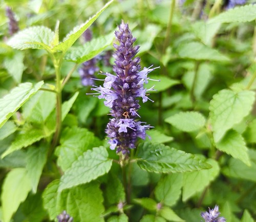 1700x peppermint mentha - 1700x,