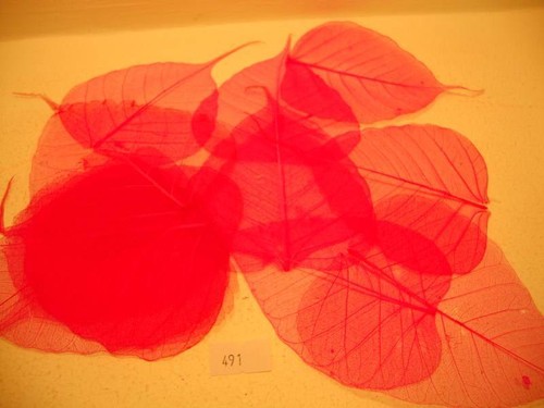 Skeleton bayan leaves - skeleton,