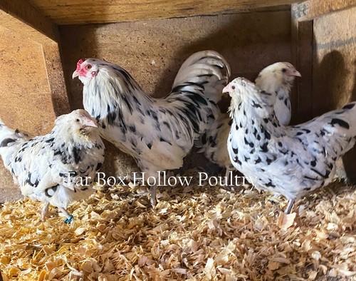 Ameraucana ermine bantam - ermine,