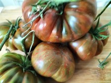 Tomato Berkeley Tie Dye  25