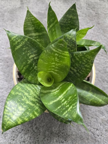 Sansevieria hahnii rooted - sansevieria,
