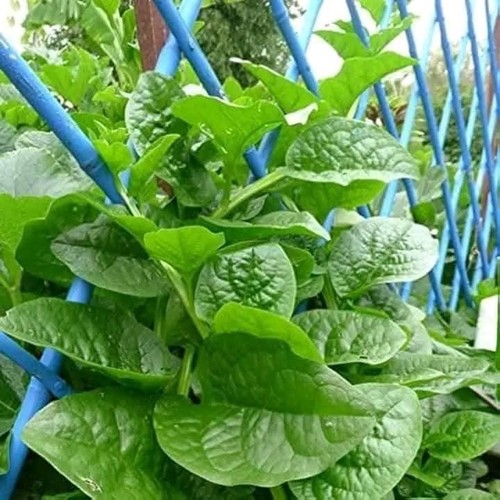 Grwwn malabar spinach seeds - grwwn,