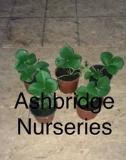 Mixed Variety Of Strawberries