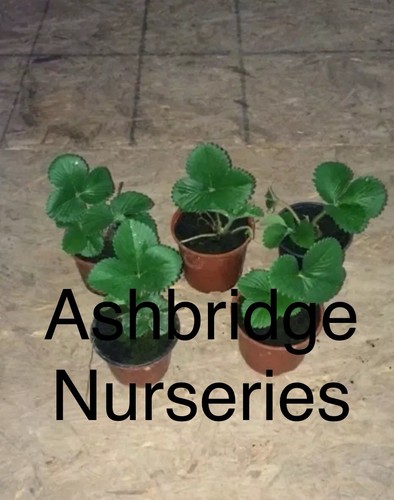 Varieties mixed - varieties, of