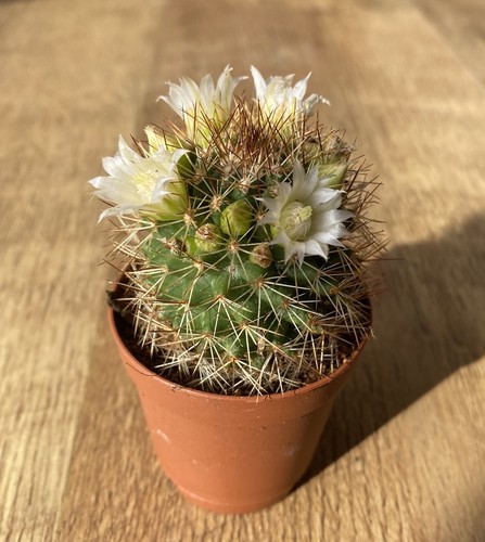 Mammillaria backebergiana - mammillaria,