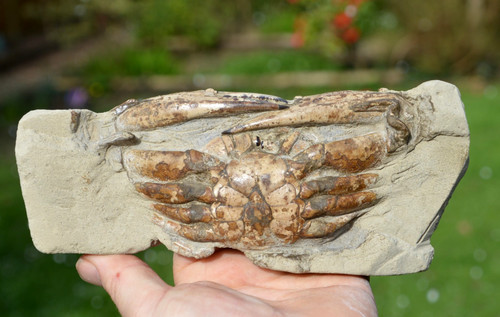 Huge massive rare fossil - rare,