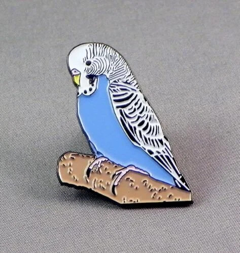 Blue white budgie - blue, +