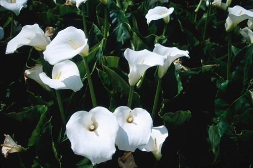 Arum calla lily - /,
