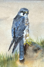 Original framed watercolour painting of Peregrine Falcon by Neil Woodall 1978