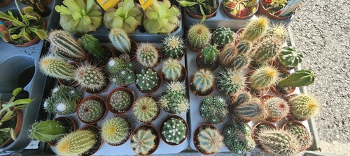 Cactus collection - cactus,