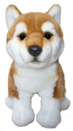 Shiba inu teddy - shiba, inus