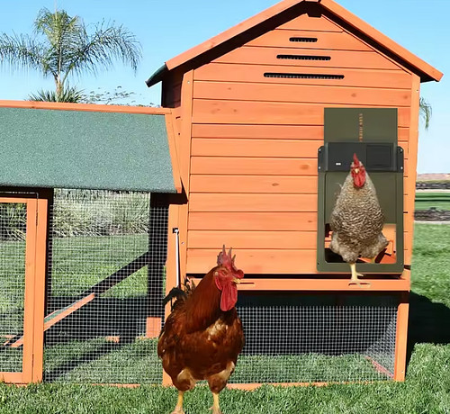 Automatic chicken door coop - chicken,