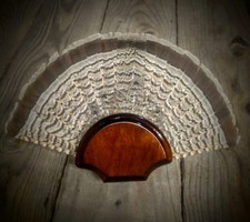 BLACK WALNUT GROUSE FAN TAIL