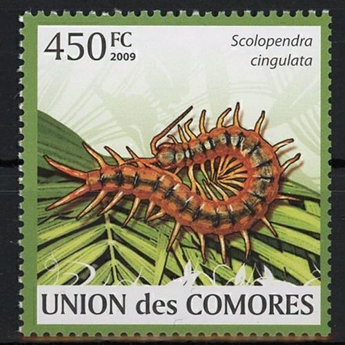 Fauna scolopendra centipedes - fauna,