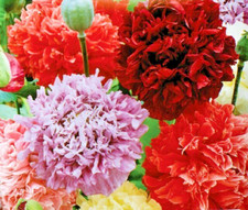 GIANT POPPY SEEDS - MIX OF