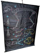 Vintage Cat Anatomy Chart  -