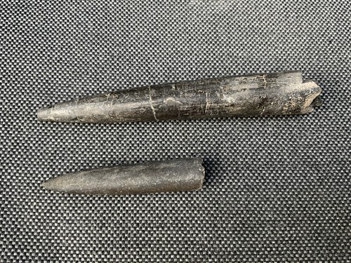 Fossil belemnites - 2, x