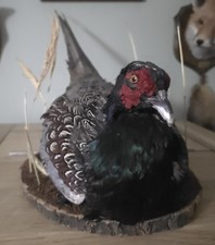 Ringneck Pheasant Taxidermy game bird. Roadkill 