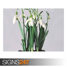 SNOWDROPS poster of nature - photo picture print art in sizes a0 a1 a2 a3 a4