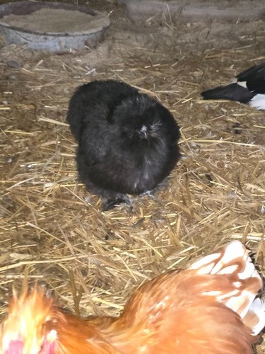 Silkie serama bantam hatching - silkie,