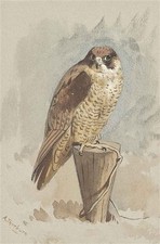 Archibald Thorburn A4 print