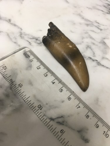Tyrannosaurus tooth replica - tooth,