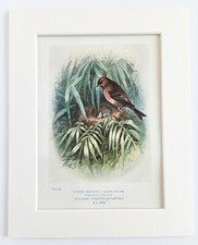 Lesser Redpoll Bird, Nest &